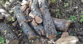 Под Пензой обнаружили десятки незаконно срубленных деревьев