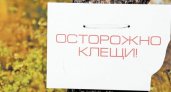 В Пензе 8 детей покусали клещи