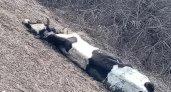 “Боятся эпидемии”: в Пензенской области новость о мертвой корове в овраге вызвала панику