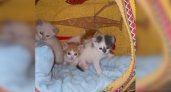 Торчали глазки бусинки: пензенцам подбросили коробку с котятами