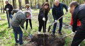 На Олимпийской аллее высадили молодые липы