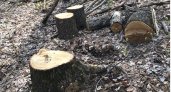 Спилили и вывезли: пензенцы заметили, как исчезает лес Западной поляны 