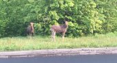 В Пензе двое молодых лосей вышли к людям