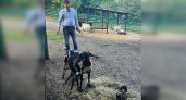 Директор пензенского зоопарка принял роды у козы 