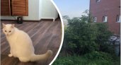 В Пензе произошло жестокое убийство кота Людвига 