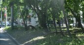 На улице Попова проведут работы по благоустройству