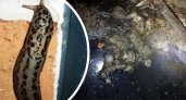 "Детям нечем дышать!": в квартирах пензенцев поселились мокрицы, слизни-гиганты и плесень