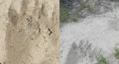 Зоолог из Пензы нашел следы неизвестного зверя 