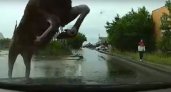 В пензенском паблике появилось шокирующее видео, как лось прыгает через  авто