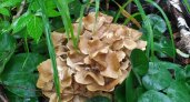 Краснокнижный гриб обнаружил житель Пензенской области 