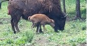В пензенском зоопарке родился бизон