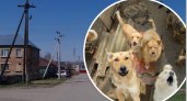 Собаки плодятся с бешеной скоростью: в Пензе добиваются их стерилизации