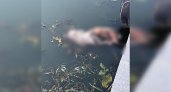 Пензенцы шокированы трупом мертвой собаки в Суре 