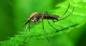 Специалисты назвали самую вкусную кровь для комаров