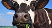 Поголовье скота и птицы сократились в Пензенской области за полугодие 2022 года 