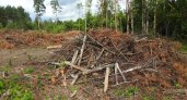В одном из лесничеств Пензенской области выявили четыре нарушения лесного законодательства