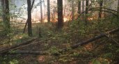 В Пензенской области на защиту лесов от пожаров выделили свыше 50 млн рублей
