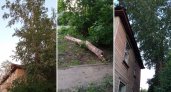 В Пензе тополя размером с пятиэтажку угрожают детям и взрослым