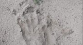В Кузнецком районе нашли следы лап бурого медведя