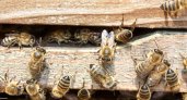 Пензенская прокуратура проводит проверку после массовой гибели пчел в Липовке