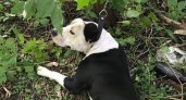 В Пензе хозяин "подвесил" своего пса на поводке в лесу и оставил умирать