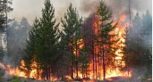 В Пензенской области вчетверо снизилось число лесных пожаров
