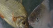 В Пензенской области рыбу исследовали на паразитов, радиацию и ГМО