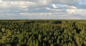 В Пензенской области на восстановление лесов выделили 12,9 млн рублей