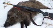 В Камешкирком районе браконьеру вынесли приговор по делу об убийстве кабанов