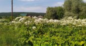 Пензенцев попросили называть места, где растет борщевик