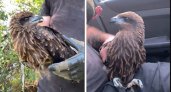 "Он еще ребенок": в Пензе зоозащитники спасают опасную птицу