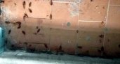 В Пензе на Минской тараканы захватили подъезд