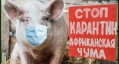 В Пензенской области зафиксирован случай африканской чумы свиней