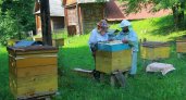 Прокуратура провела проверку после массовой гибели пчел в Малосердобинском районе 