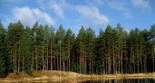 50 тысяч сеянцев сосны высадят в Пензенской области 