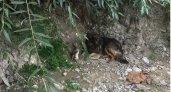 Пензенские спасатели вытащили маленького щенка из колодца