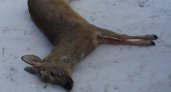 В Пензенской области насмерть сбили лося и косуль