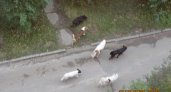 Свора собак обосновалась на детской площадке в Арбекове