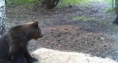 В лесу в Пензенской области встретили бурого медведя 