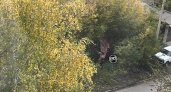 На Ладожской в Пензе машина перевернулась  в деревьях на бок