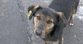 В Кузнецке на отлов бездомных собак направили 576 тыс. рублей