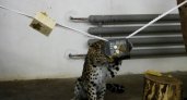 Пензенский леопард Самсон распаковал осеннюю гирлянду с угощениями в коробках