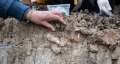 В Пензе на стройке нашли кости животного ледникового периода