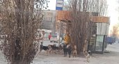 Жители Кузнецка: "Стаи бездомных собак бросаются на детей"