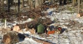 Пензенские лесники выявили пять нарушений законодательства
