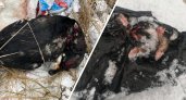 Кровавое скопище тел: в Пензенской области живодеры расстреливают собак 