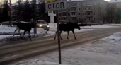 В Заречном замечены лоси, которые соблюдают ПДД на "зебре"