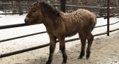 В зоопарке Пензы появилась 5-месячная Лошадь Пржевальского