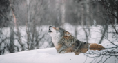 В Пензенской области охотники снижают численность диких плотоядных животных