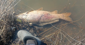 Пензенцы нашли место, где массово дохнет рыба, и просят разобраться в причинах